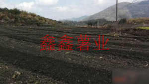 黑土地5千畝種植基地